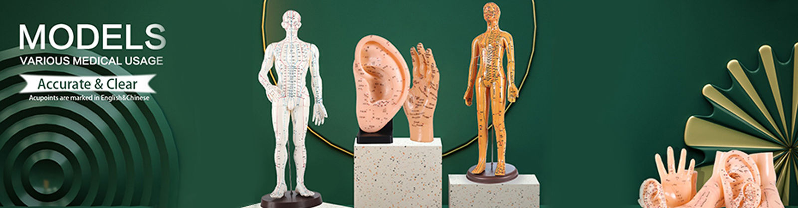 Modello del corpo di agopuntura