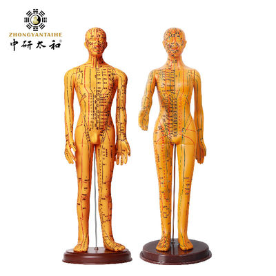 Aghi di agopuntura Modello del corpo di agopuntura con aspetto realistico e rappresentazione dettagliata del corpo umano 20/25/50/70 cm di altezza