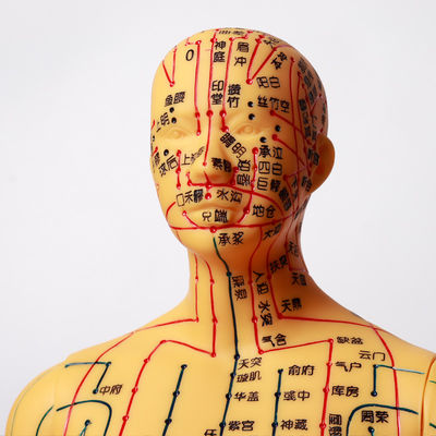 Modello di agopuntura della medicina cinese flessibile per l'insegnamento medico