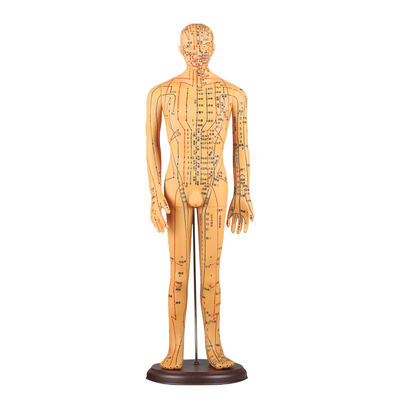 Tabella dei Meridiani Inclusa Modello del Corpo per Agopuntura Circa 5kg Versatile per Diverse Tecniche