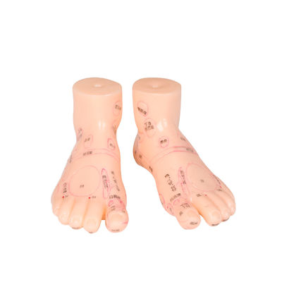 Materiale del PVC del modello di massaggio del piede della medicina cinese di 20CM 13/17/19 di cm