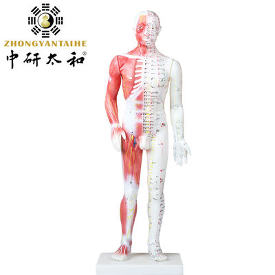 Modello cinese With Muscles del corpo di agopuntura 60/85/170cm