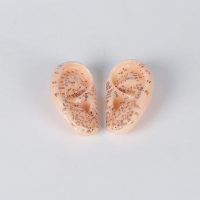ODM medico di Chinese In Pair del modello di agopuntura dell'orecchio di 9cm senza puzzo