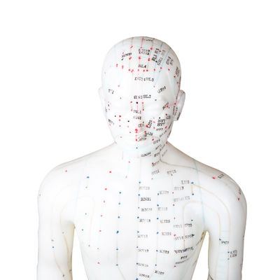certificato maschio di Human Body GMP del modello di agopuntura del punto di 50cm