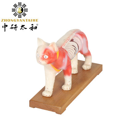 PVC d'istruzione del modello del corpo di agopuntura di 28cm Cat Acupuncture Model Chinese Medical