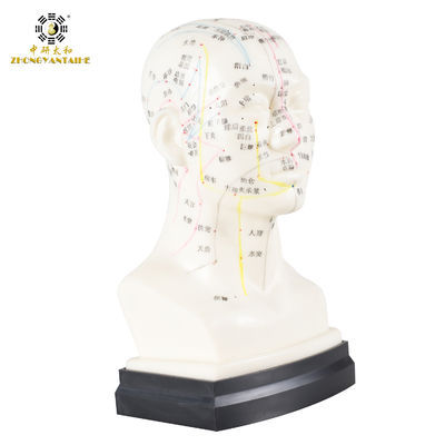 qualità  Eco Friendly 20cm Head Acupuncture Body Model Without Effusion Liquid Fabbrica