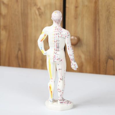 Modello del corpo del meridiano di agopuntura realistico con custodia