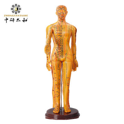 Aghi di agopuntura Modello del corpo di agopuntura con aspetto realistico e rappresentazione dettagliata del corpo umano 20/25/50/70 cm di altezza