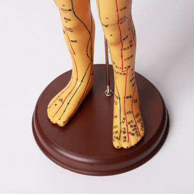 Modello anatomico per agopuntura da circa 5 kg per sicurezza ed efficacia