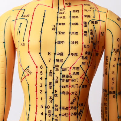Modello di agopuntura con articolazioni flessibili per imparare la struttura del corpo