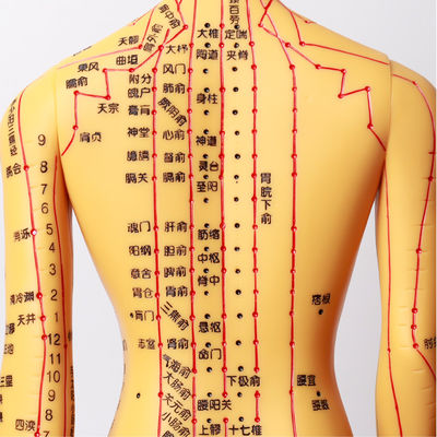 Tabella dei Meridiani Inclusa Modello del Corpo per Agopuntura Circa 5kg Versatile per Diverse Tecniche