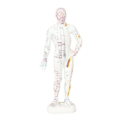 Apparizione realistica Modello di agopuntura Rappresentazione dettagliata e realistica del corpo umano Approximatamente 5 kg di peso