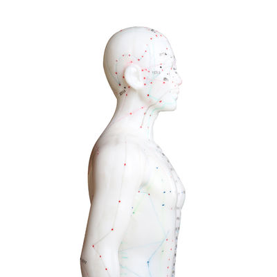 La versatilità può essere utilizzata per varie tecniche di agopuntura. Modello del corpo del peso di circa 5 kg