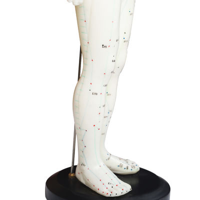 Versatilità Diverse tecniche di agopuntura Modello del corpo Peso di circa 5 kg