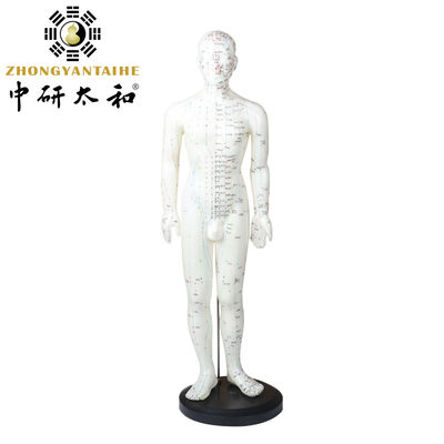 Modello del corpo del meridiano di agopuntura realistico con custodia