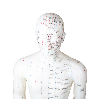 Modello del corpo del meridiano di agopuntura realistico con custodia